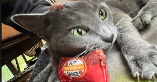 mr.mochi
